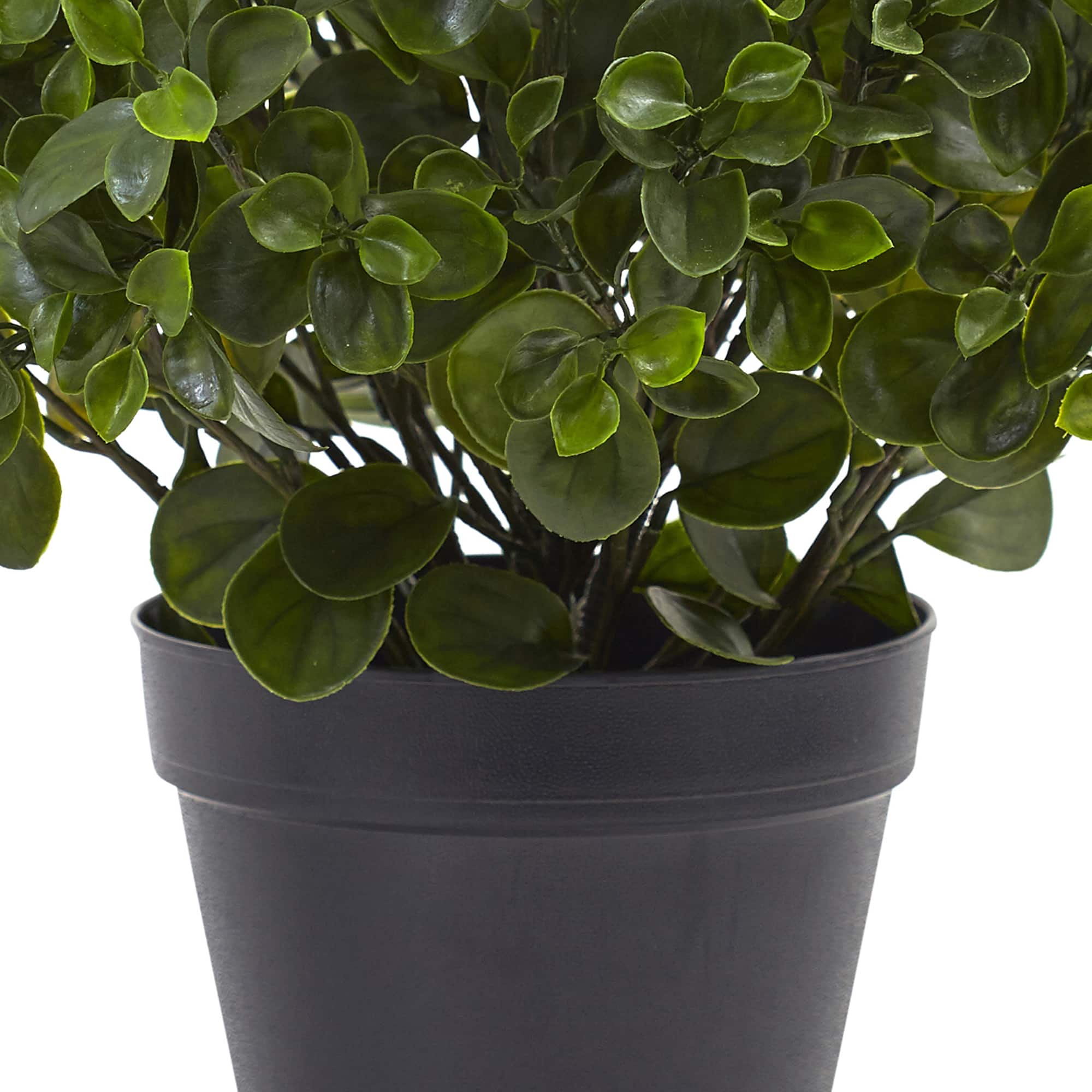 2ft. Potted Peperomia Plant